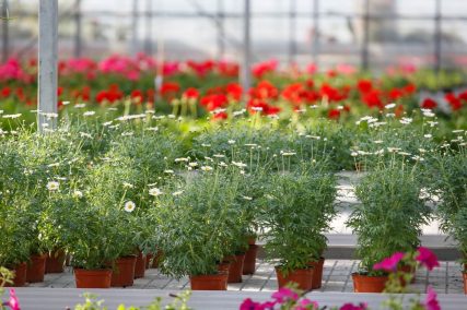 Ogród Niemczewskich