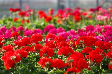 Ogród Niemczewskich