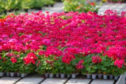 Ogród Niemczewskich