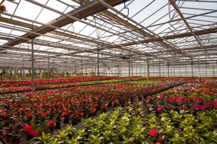 Ogród Niemczewskich