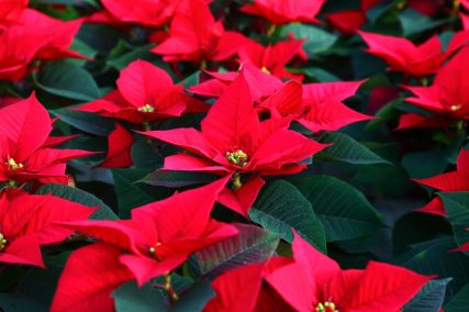 Ogród Niemczewskich