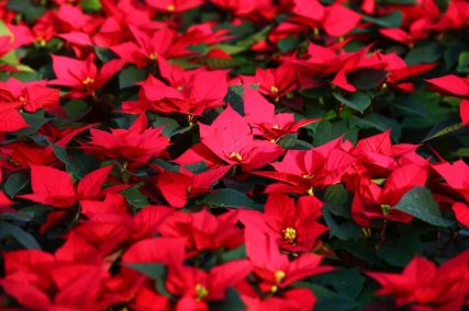 Ogród Niemczewskich