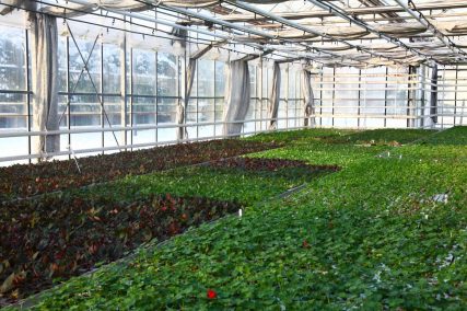 Ogród Niemczewskich