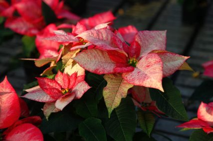 Ogród Niemczewskich