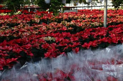 Ogród Niemczewskich