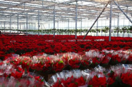 Ogród Niemczewskich