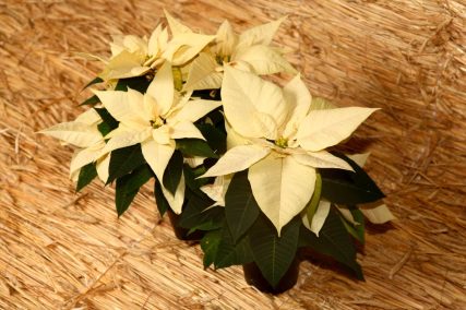 Ogród Niemczewskich