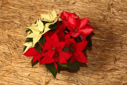 Ogród Niemczewskich