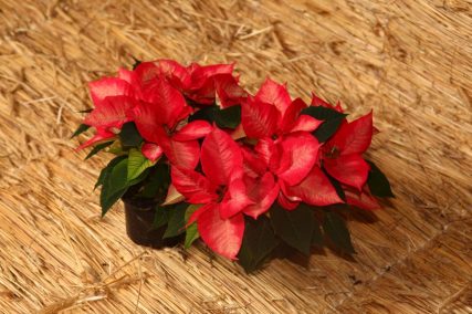 Ogród Niemczewskich