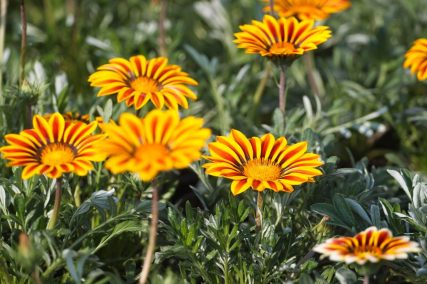 Ogród Niemczewskich