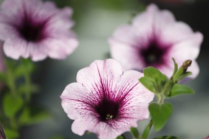 Ogród Niemczewskich