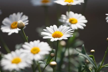 Ogród Niemczewskich