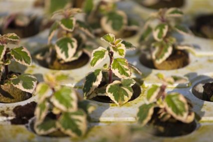 Ogród Niemczewskich