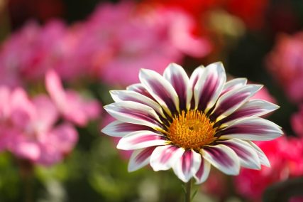 Ogród Niemczewskich