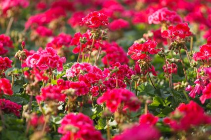 Ogród Niemczewskich