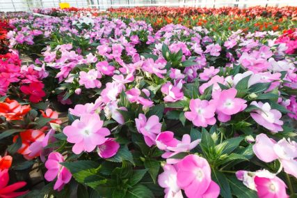 Ogród Niemczewskich